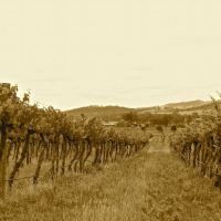 Mudgee Wine Country