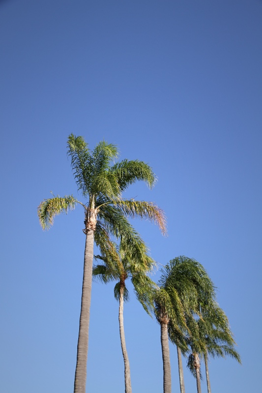 Palm trees against deep blue sky, Newstead, Brisbane